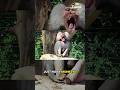 African Baboons Can Recognize Human Faces?#babon #wildlife #foryou