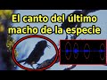 Escucha el Canto de un Ave Extinta (el último Kauaʻi ʻōʻō)