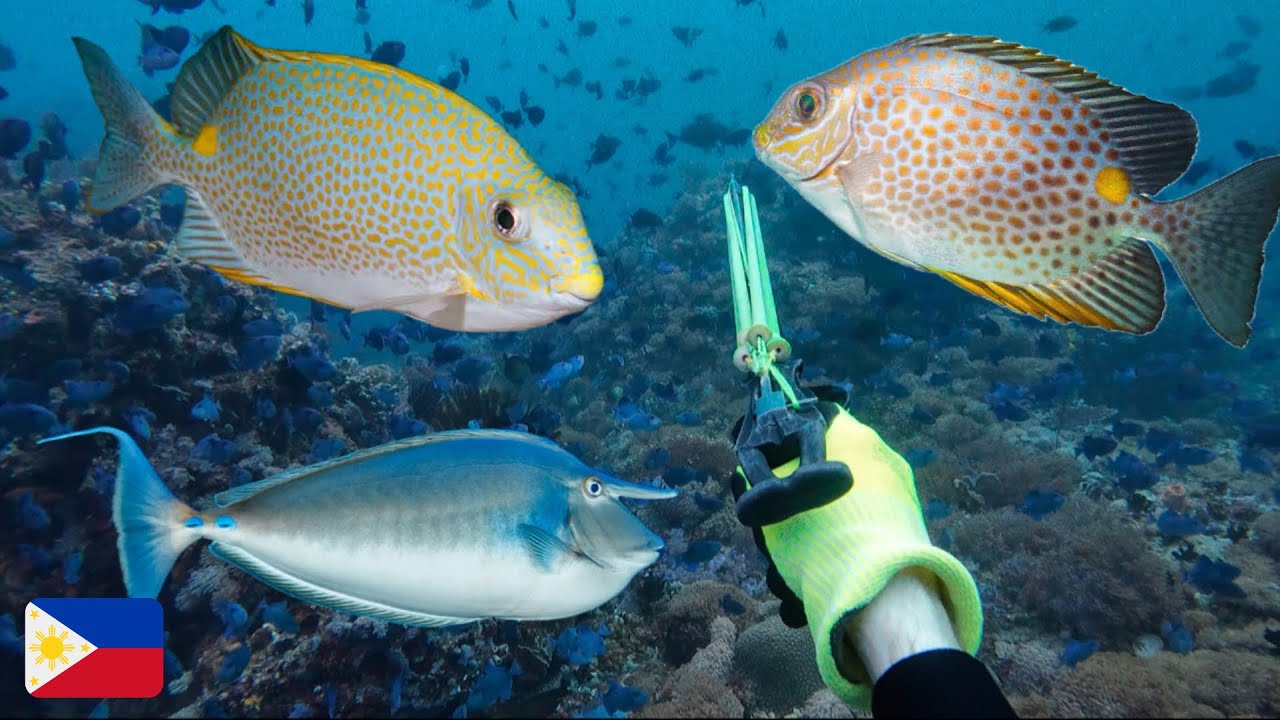 SPEARFISHING PHILIPPINES 🇵🇭 ANG LAKI PALA ANG MGA ISDANG NA ITO #spearfishingphilippines #vlog