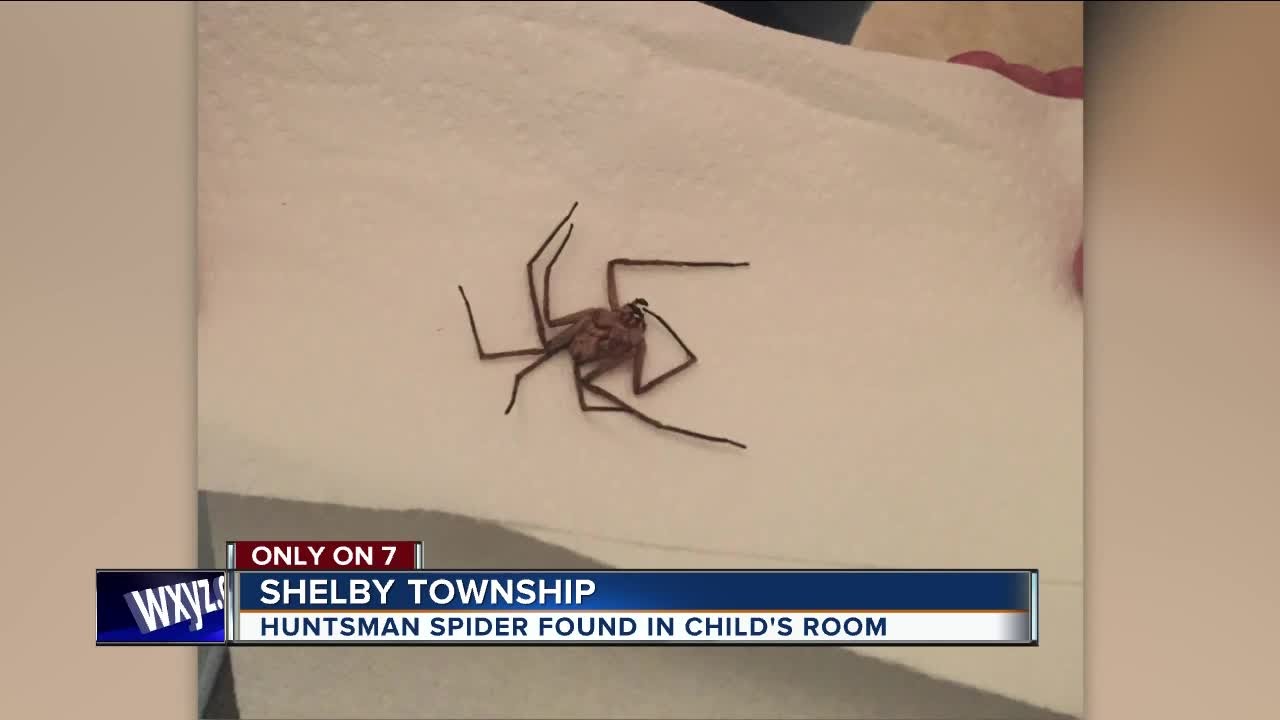 Woman finds massive huntsman spider at home in Queensland, Australia