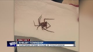 Giant spider found in child's room