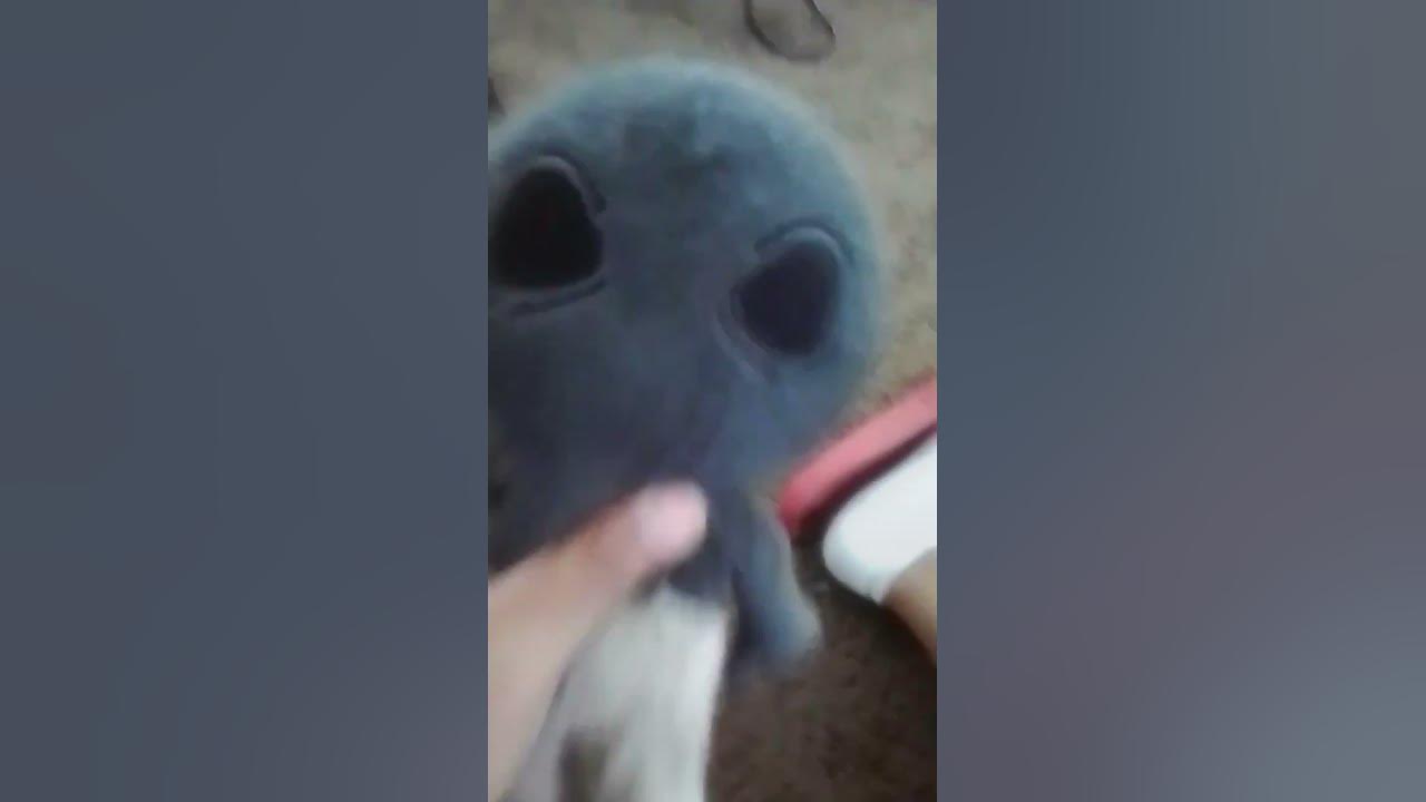 Why was i born this way credits to haminations youtube