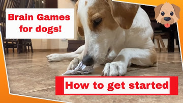 Nose & Brain Games for Dogs: How to Introduce Interactive Toys to your Dog.