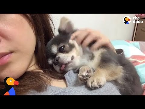 Video: Vaš Novi Psiček: Ultimate Puppy Sleeping Guide