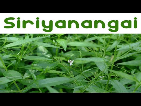 Siriyanangai Benefits | சிறியா நங்கை மருத்துவ பயன்கள் | Andrographis paniculata