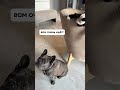 Кот-мем вышел на работу