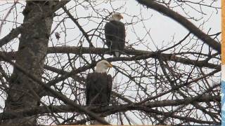 The Eagles of Squamish and Brackendale BC canada