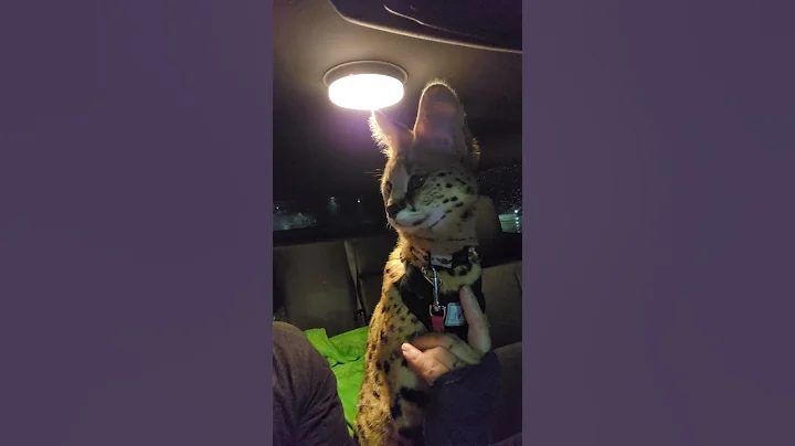 Watch the video about Pouncer gets bad news. #cat #cats #meow #funnycat #funnycats #funnypets #funny #funnyanimals