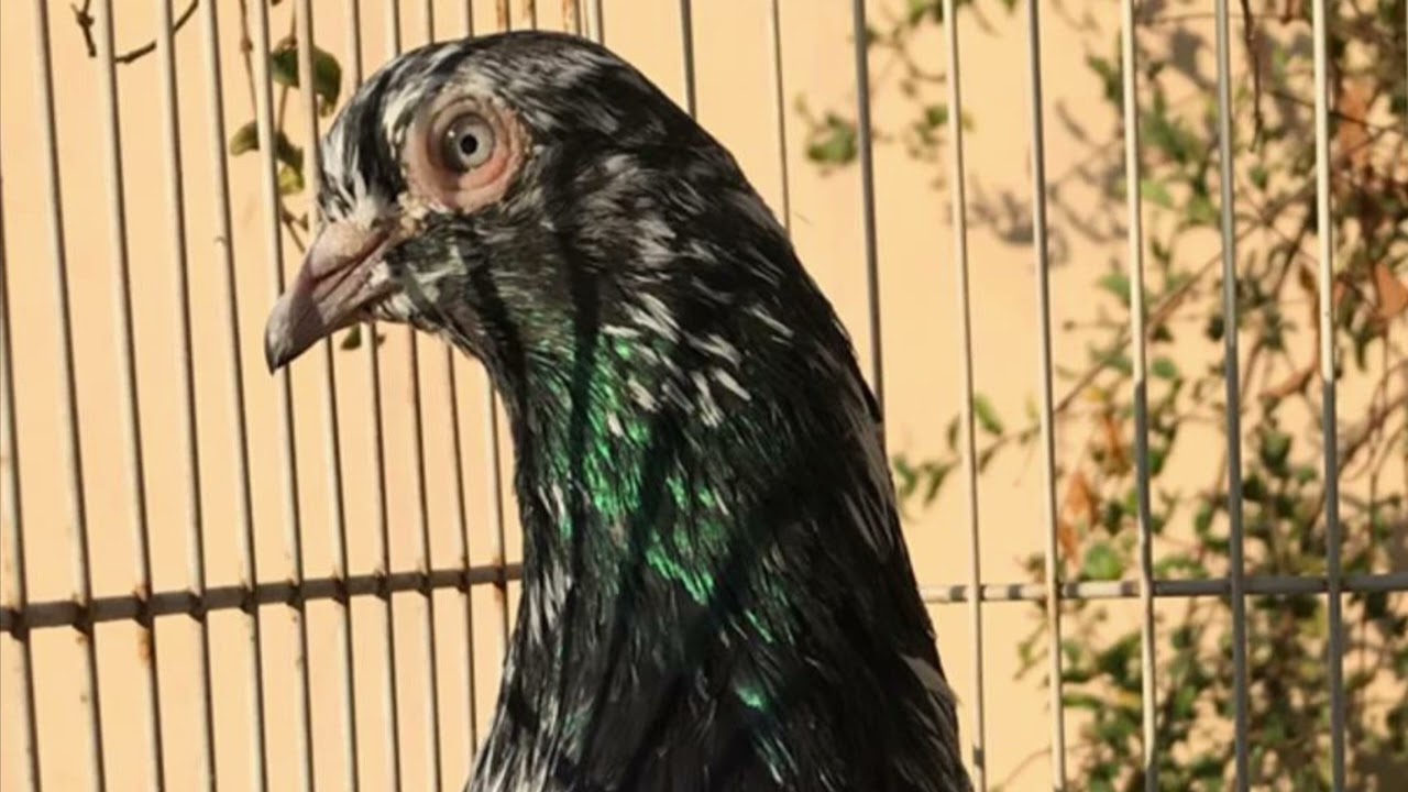 الحمام الباكستاني #قياس جودة ريش الطيور في التدوير والتركيب 🔥