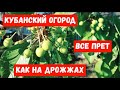 #72ОГОРОД НА КУБАНИ/ЧТО ВЫРОСЛО/ЖИВЕМ НА КУБАНИ