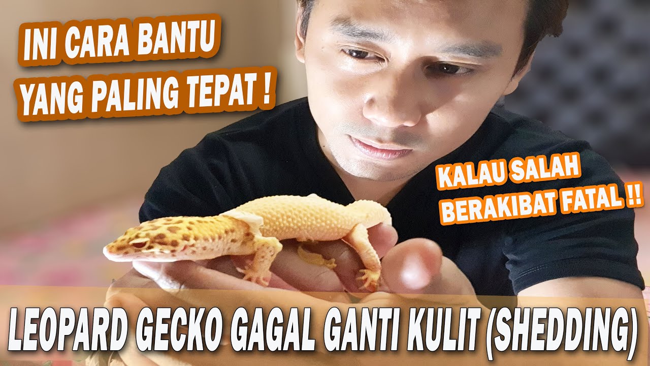 Leopard Gecko Gagal Ganti Kulit | Harus Dibantu! Ini Caranya