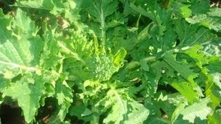 Cime di rapa semina e coltivazione dei broccoli