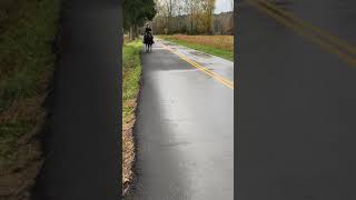 Tsp Lot - Twh - Mare - 15 H - 12Yo - 850