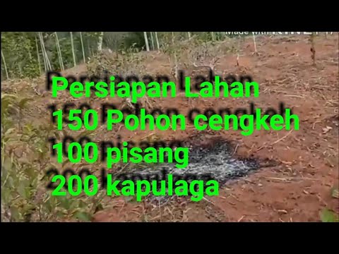 Video: Menyiapkan Tanah Untuk Cengkih