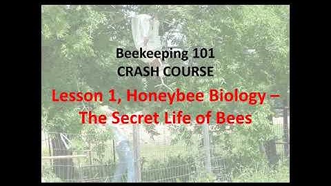 Lesson 1 - Beekeeping 101 Crash Course: The Secret Life of Bees