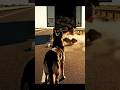 Hero Dog Saves Driver Priceless Cargo from Being Lost! #dog #rescue #viral #shorts