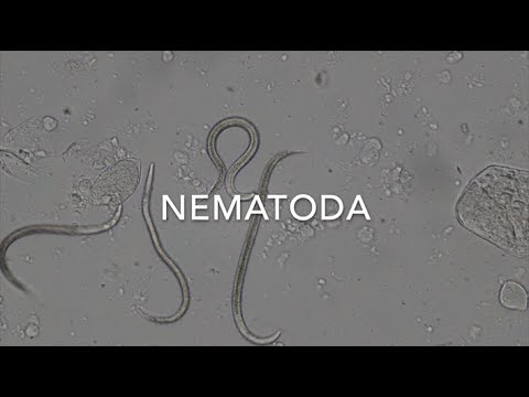 Video: Paano Makitungo Sa Isang Nematode