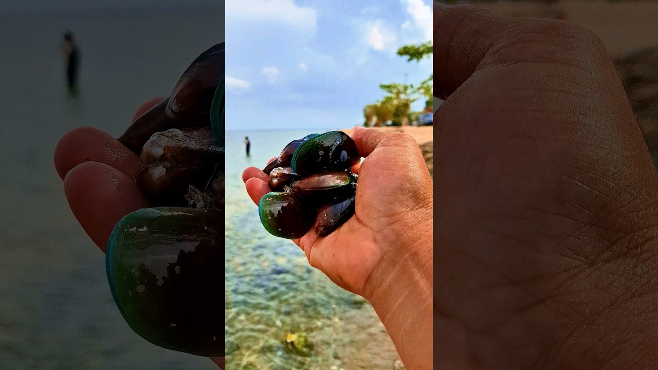 Found green mussels on the beach 