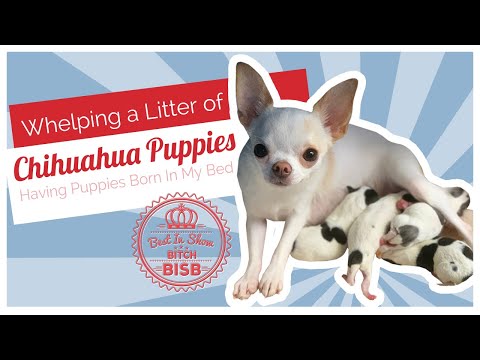 Video: Hvor mange hvalpe får en tekande Chihuahua giver fødsel til?