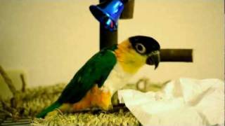 Dorian Caique kills a tissue