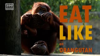 Eat Like an Orangutan!