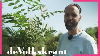 Voedselbos: Een schatkamer aan eetbare planten - de Volkskrant