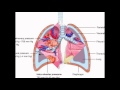 Download Can Mesothelioma Be Treated Can Mesothelioma Be Treated