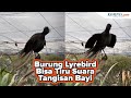 Ini Suara Burung Lyrebird Asal Australia yang Sangat Mirip Suara Tangisan Bayi