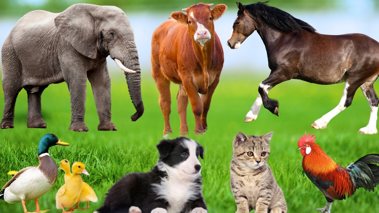 Farm Animal Life: Cow, Elephant, Sheep, Dog, Cat, Chicken, Snake, Deer, Goat - Learn About Animals