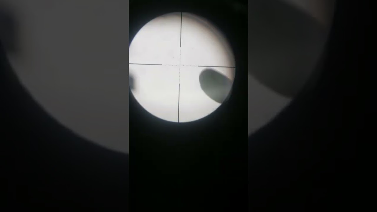 marrecas frango dgua e rolinhas...