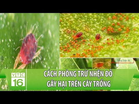 Video: Tại sao cây Nhện của tôi bị dính: Nguyên nhân gây ra lá dính trên cây nhện