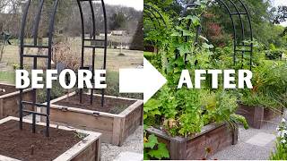 How Long Does It Take A Raised Bed Vegetable Garden To Grow?