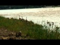 Canadian Geese going upstream at Whitehorse rapids