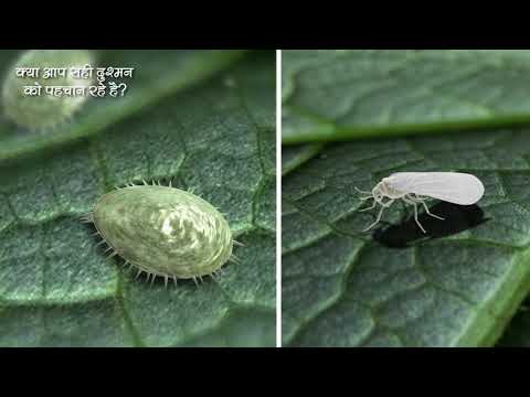 वीडियो: सफेद मक्खी युद्ध