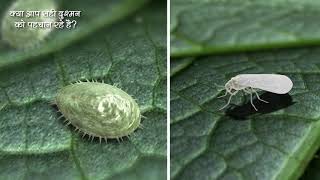 सफेद मक्खी के जीवन चक्र को तोड़िये मोवेन्टो एनर्जी के साथ | Hindi | Breaking the Whitefly life cycle