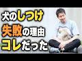 【全飼い主さん必見】犬のしつけがうまくいかない人の5つの共通点【歴27年のドッグトレーナーが解説】