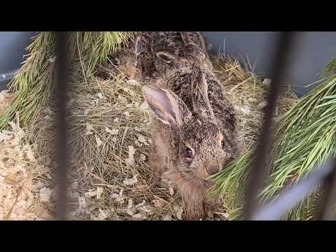 Тепленькая кучка зайчат - второй день краснодарской посылки