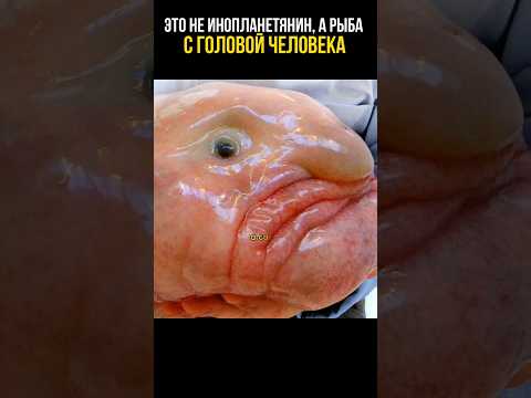 Вы не поверите, она существует #познавательное #история #удивительное