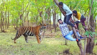 जंगल मे tiger ने हमला  किया | tiger attack in jungle, royal bengal tiger attack