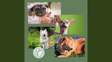 Pulsating Ambience for Doggy Fun Moods