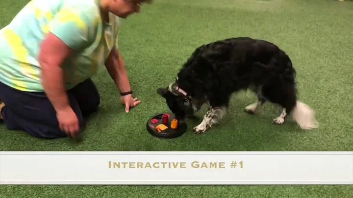 Tease Intermediate Trick Dog Test Video