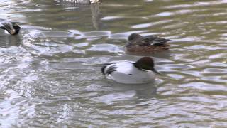 Falcated teal courtship