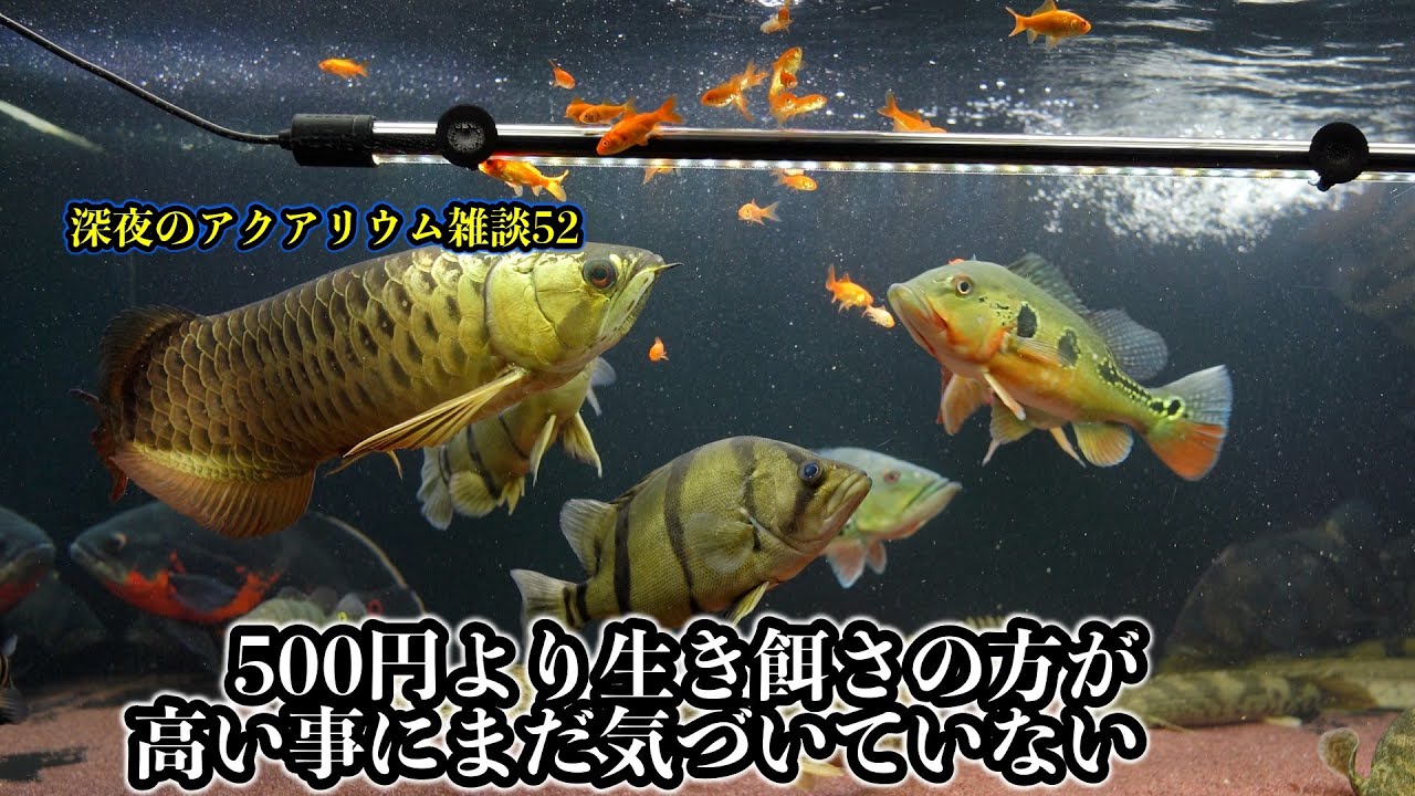 金運を呼び込む　銀色ピカピカのアロアナ Going to get 500 yen YouTuber for 7 years Giving goldfish to large