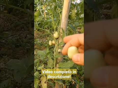 Video: Problemi di pacciame in giardino - Problemi comuni associati al pacciame