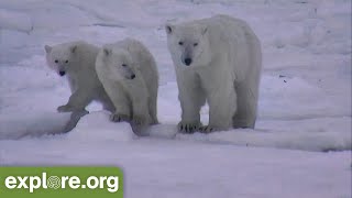 Animals Enjoying the snow | Winter Wonderland