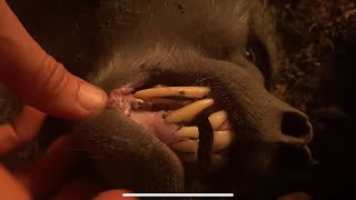Bushpig and Baboon night hunt, primitive fire making: A Hadza Documentary