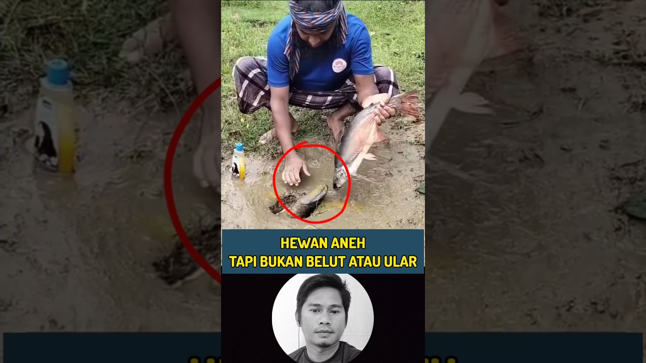 Hewan aneh tapi bukan belut atau ular 