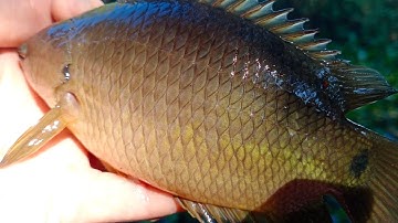 Câu cá rô đồng, trê vàng: câu trúng con nước hốt ổ cá rô mập như heo mọi nước .