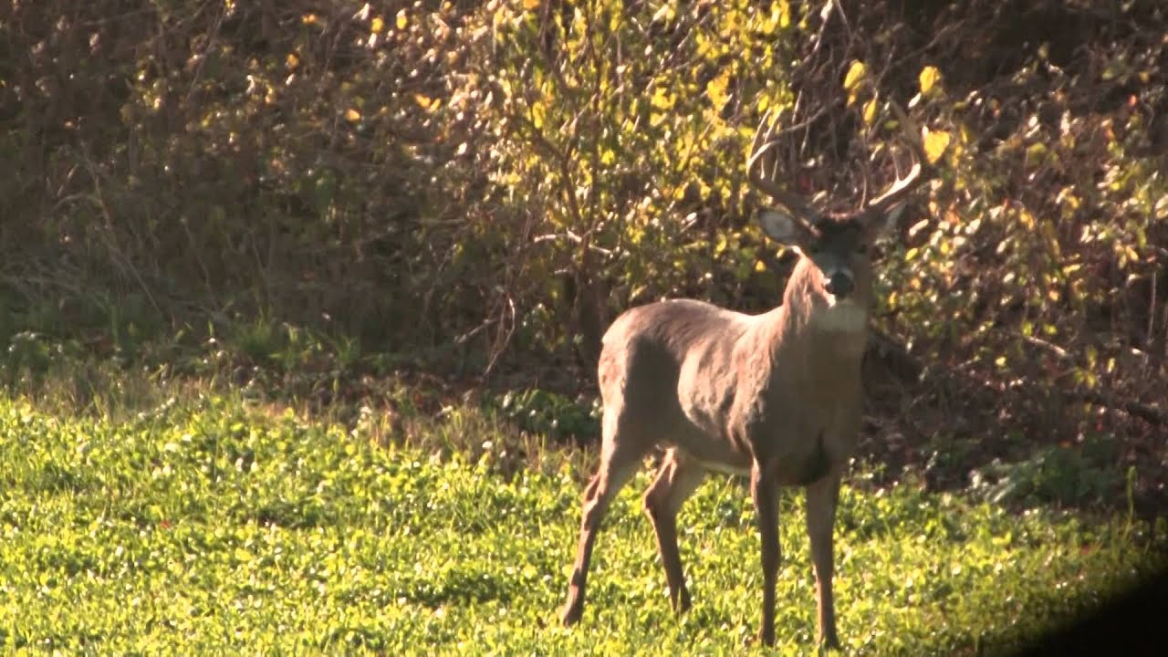 Bow Hunting Deer Build Your Success The Struggle YouTube