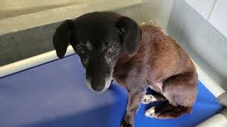 acs A344795